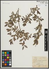 Foto von Salix arbuscula L. x Salix phylicifolia L.